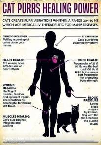 cat purr healing
